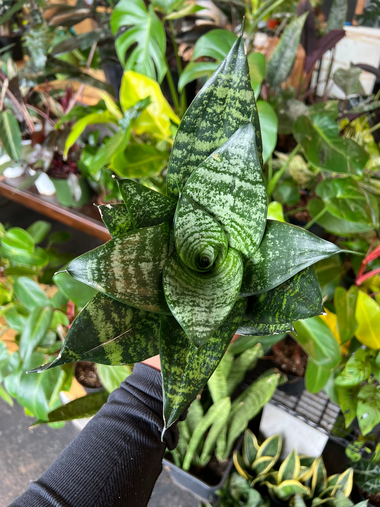 Sansevieria 'Hahnii'