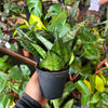 Sansevieria 'Hahnii'