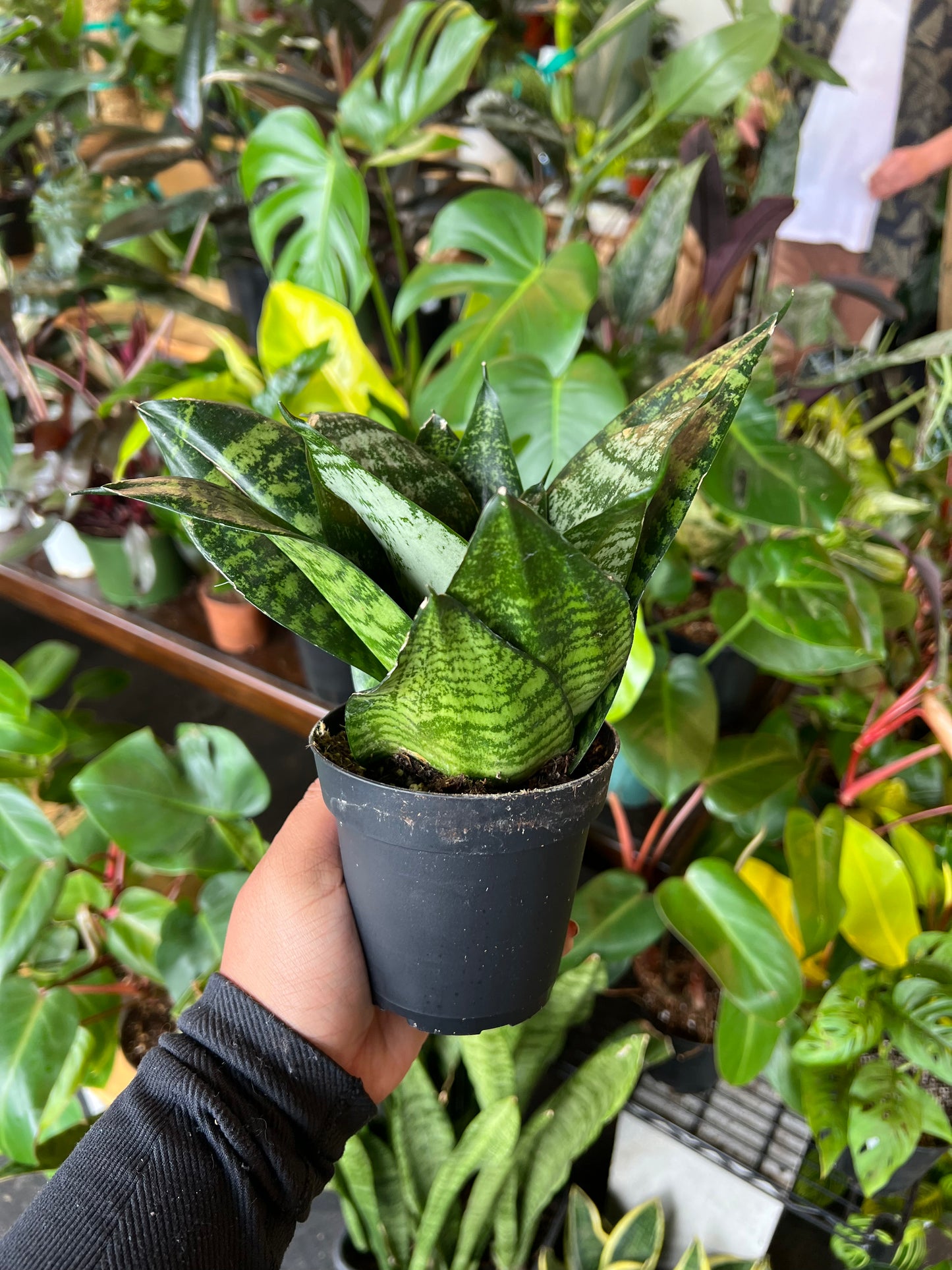 Sansevieria 'Hahnii'