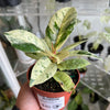 Ficus 'Shivereana' (Moonshine)