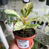 Ficus 'Shivereana' (Moonshine)