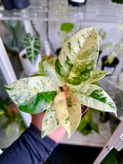Ficus 'Shivereana' (Moonshine)