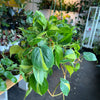 Philodendron 'Brazil'