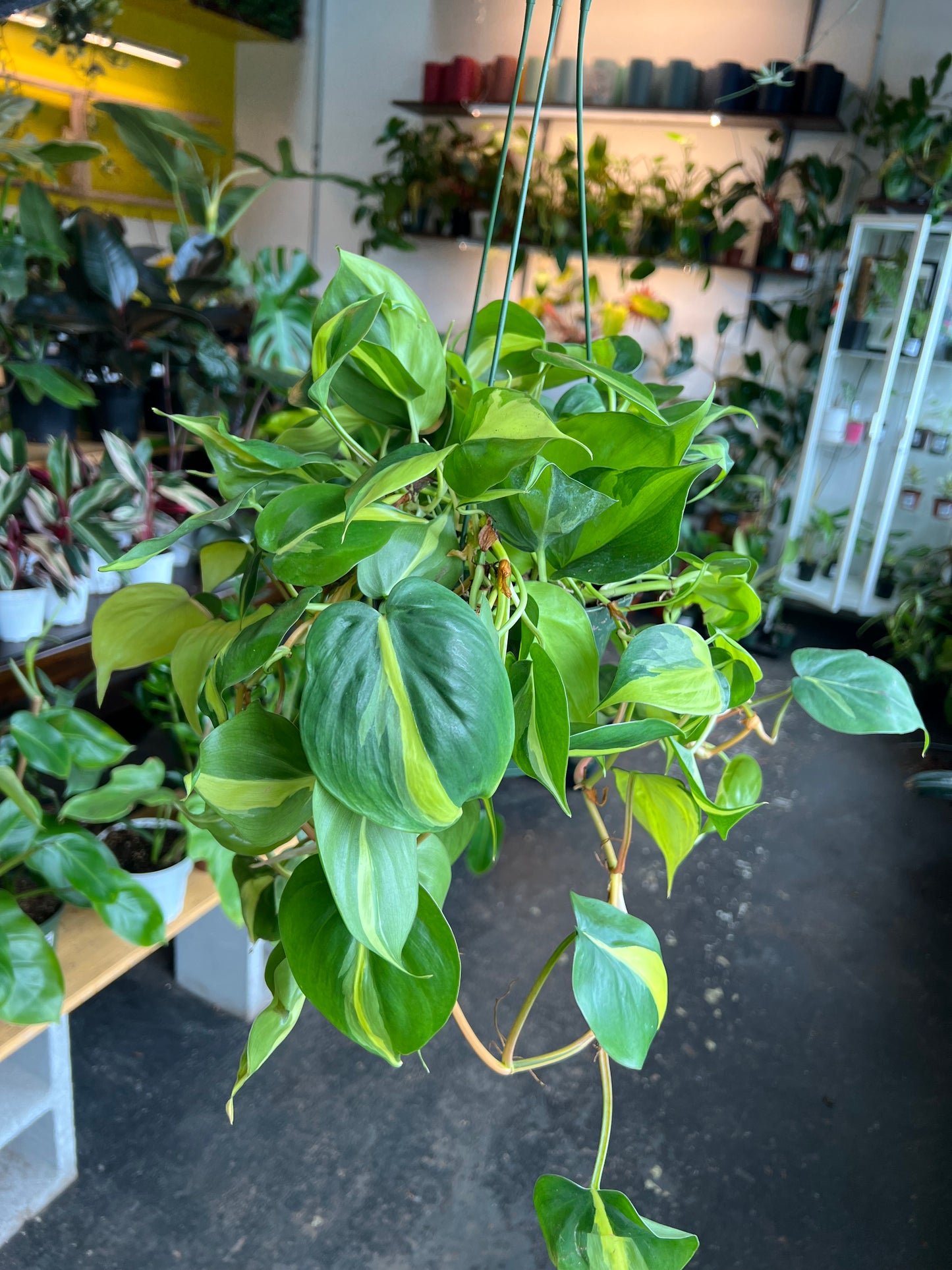 Philodendron 'Brazil'
