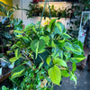 Philodendron 'Brazil'