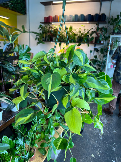 Philodendron 'Brazil'