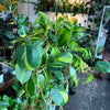 Philodendron 'Brazil'