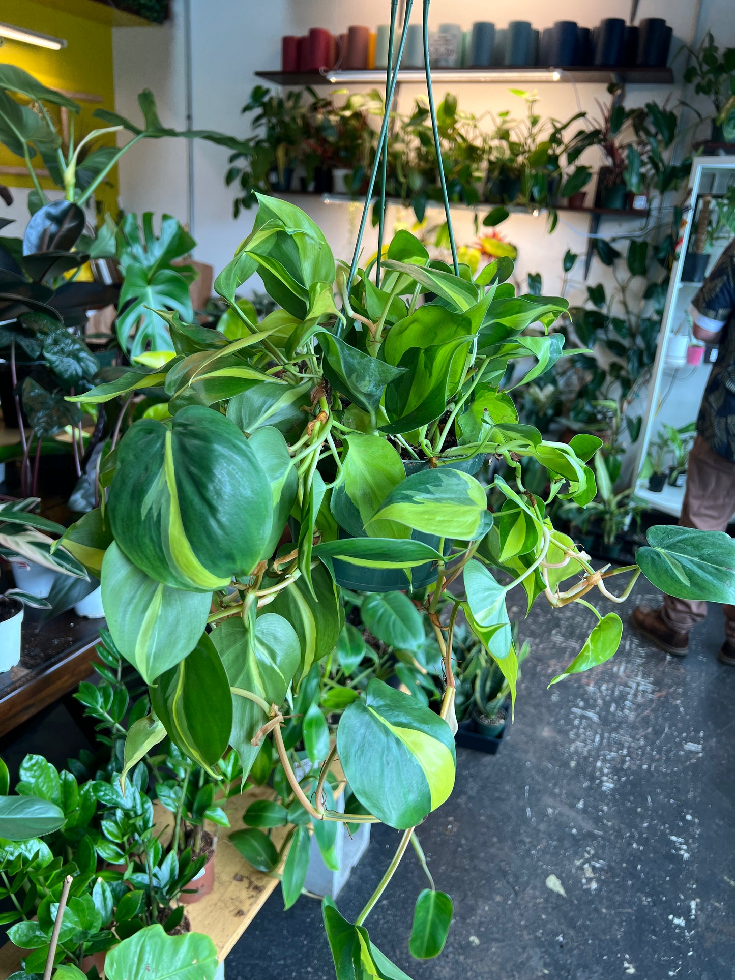 Philodendron 'Brazil'