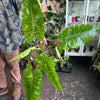 Philodendron 'Jose Bueno'