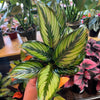 Calathea 'Beauty Star'