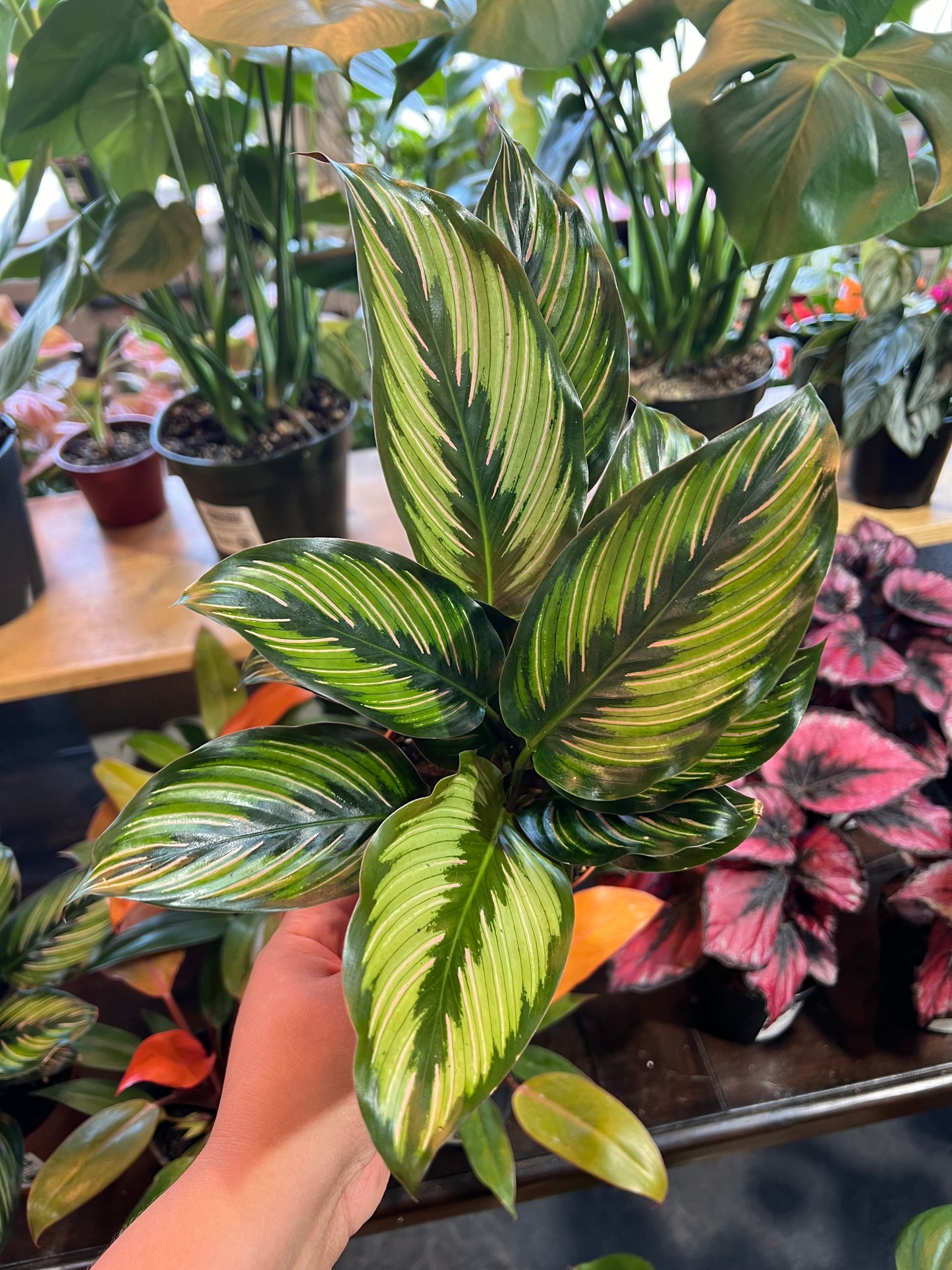 Calathea 'Beauty Star'