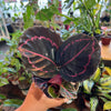 Calathea 'Dottie'