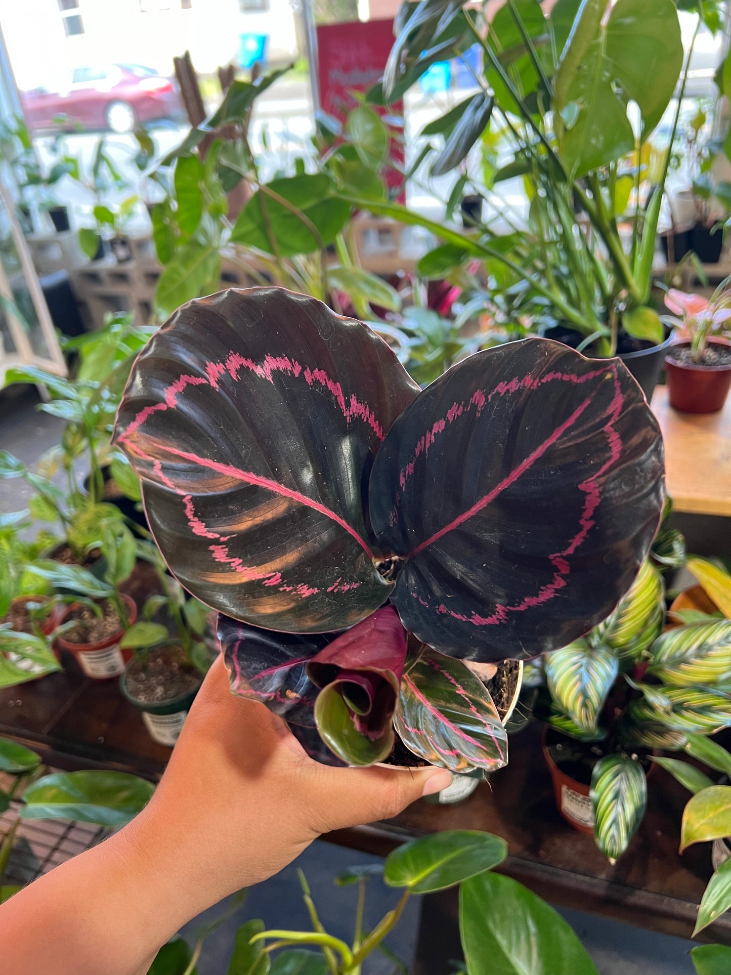 Calathea 'Dottie'