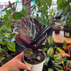 Calathea 'Dottie'