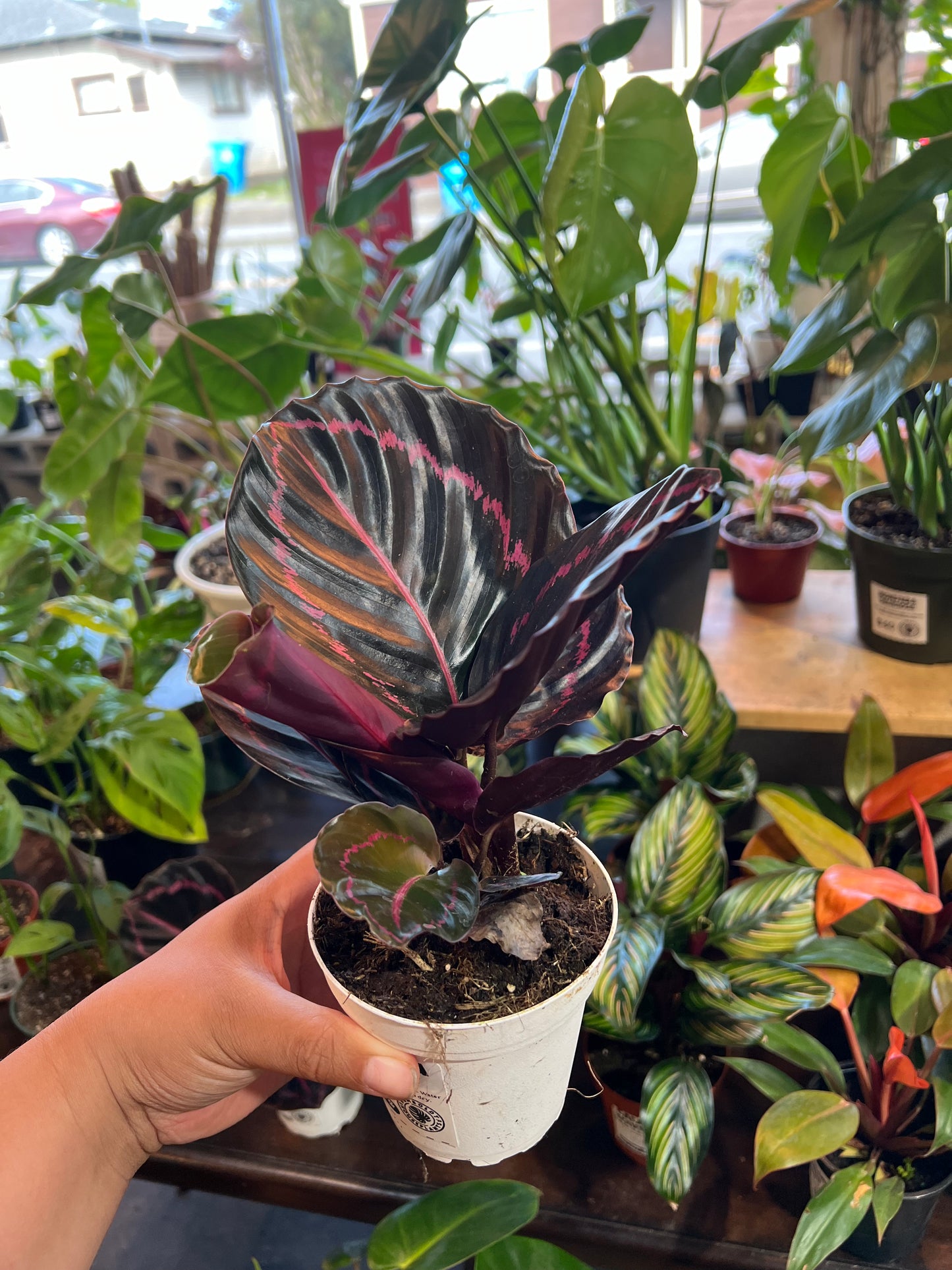Calathea 'Dottie'