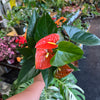 Anthurium