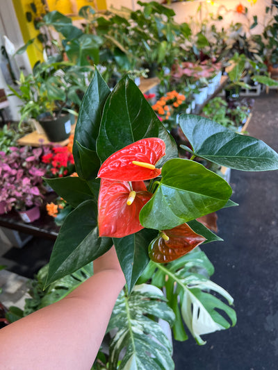 Anthurium