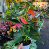 Anthurium