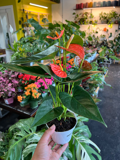 Anthurium