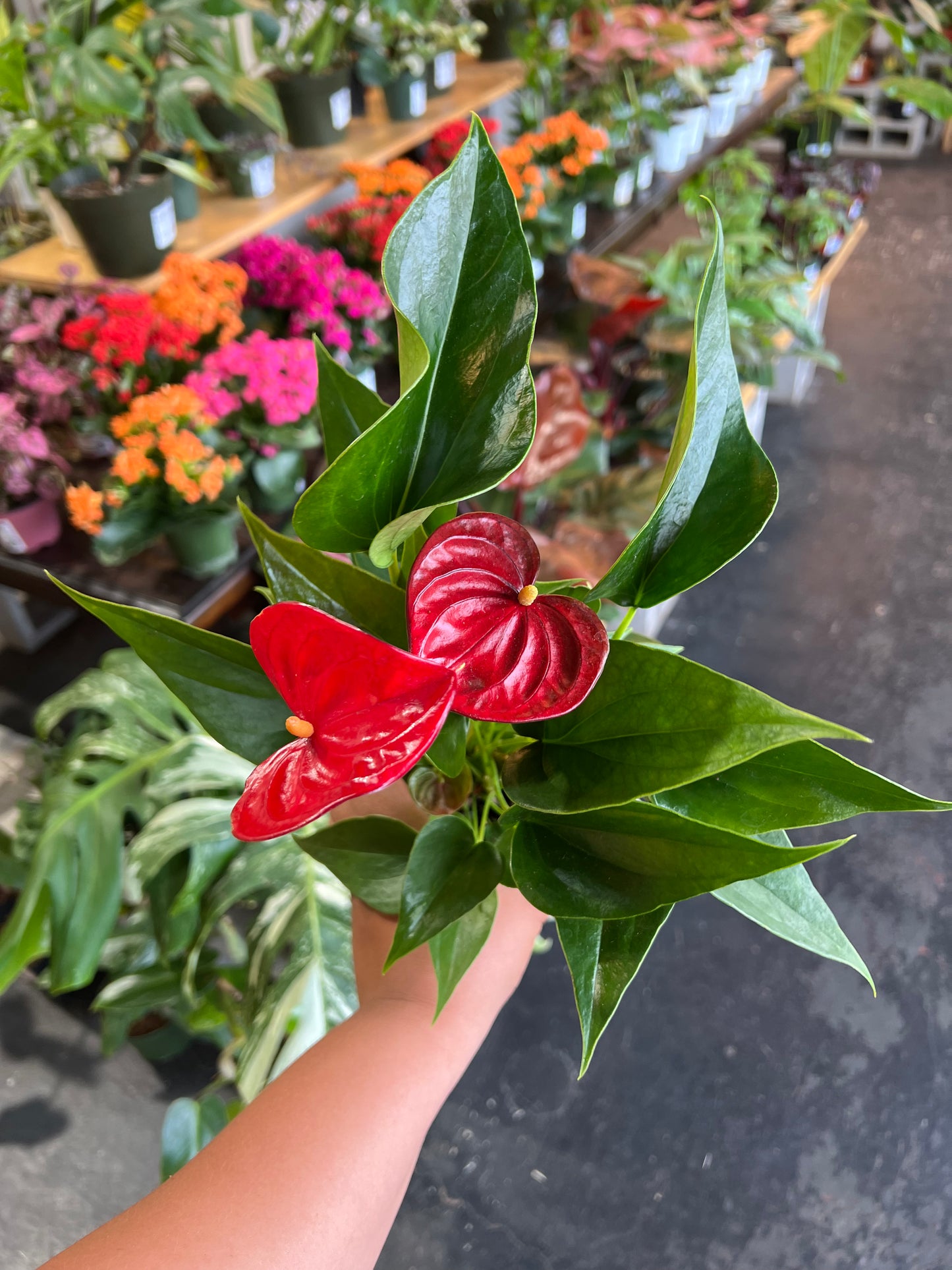Anthurium
