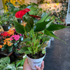 Anthurium