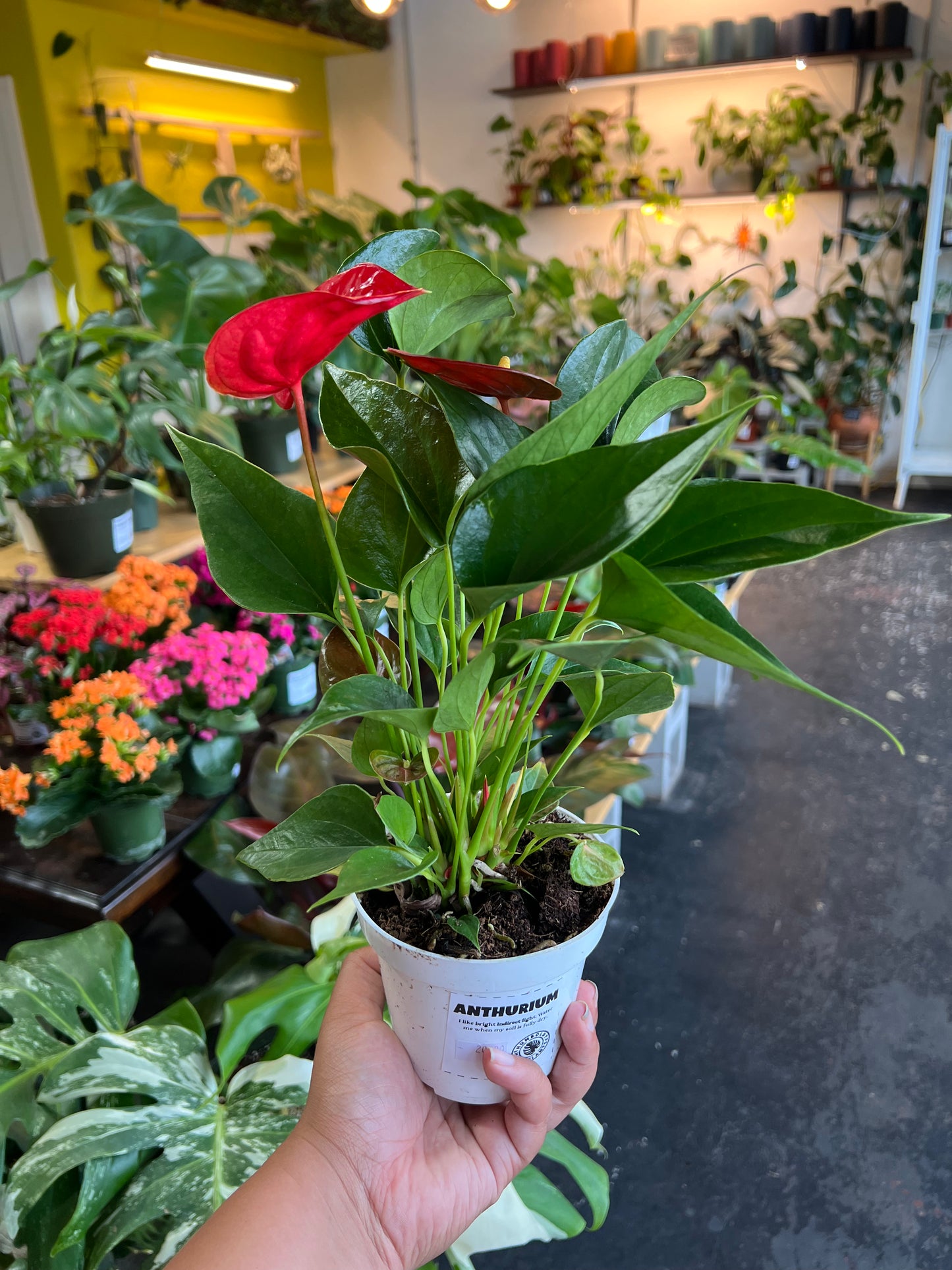 Anthurium