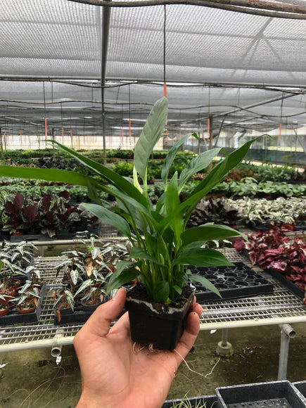 Spathiphyllum ‘Peace Lily'