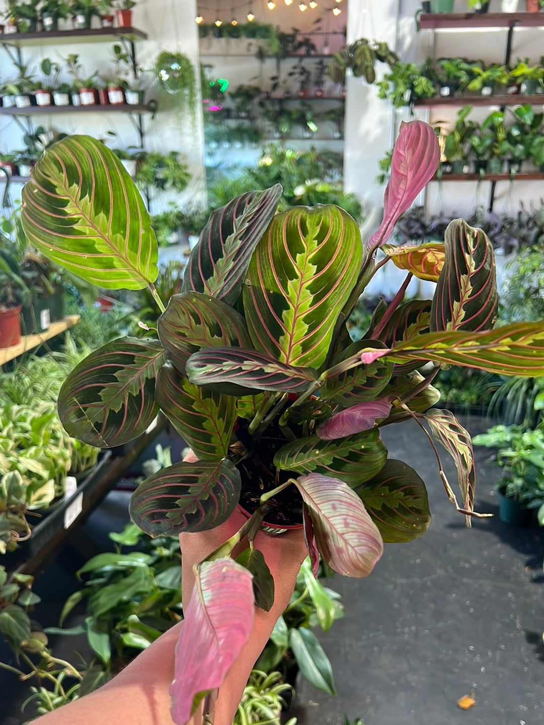Maranta Red - Prayer Plant