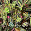 Maranta Red - Prayer Plant