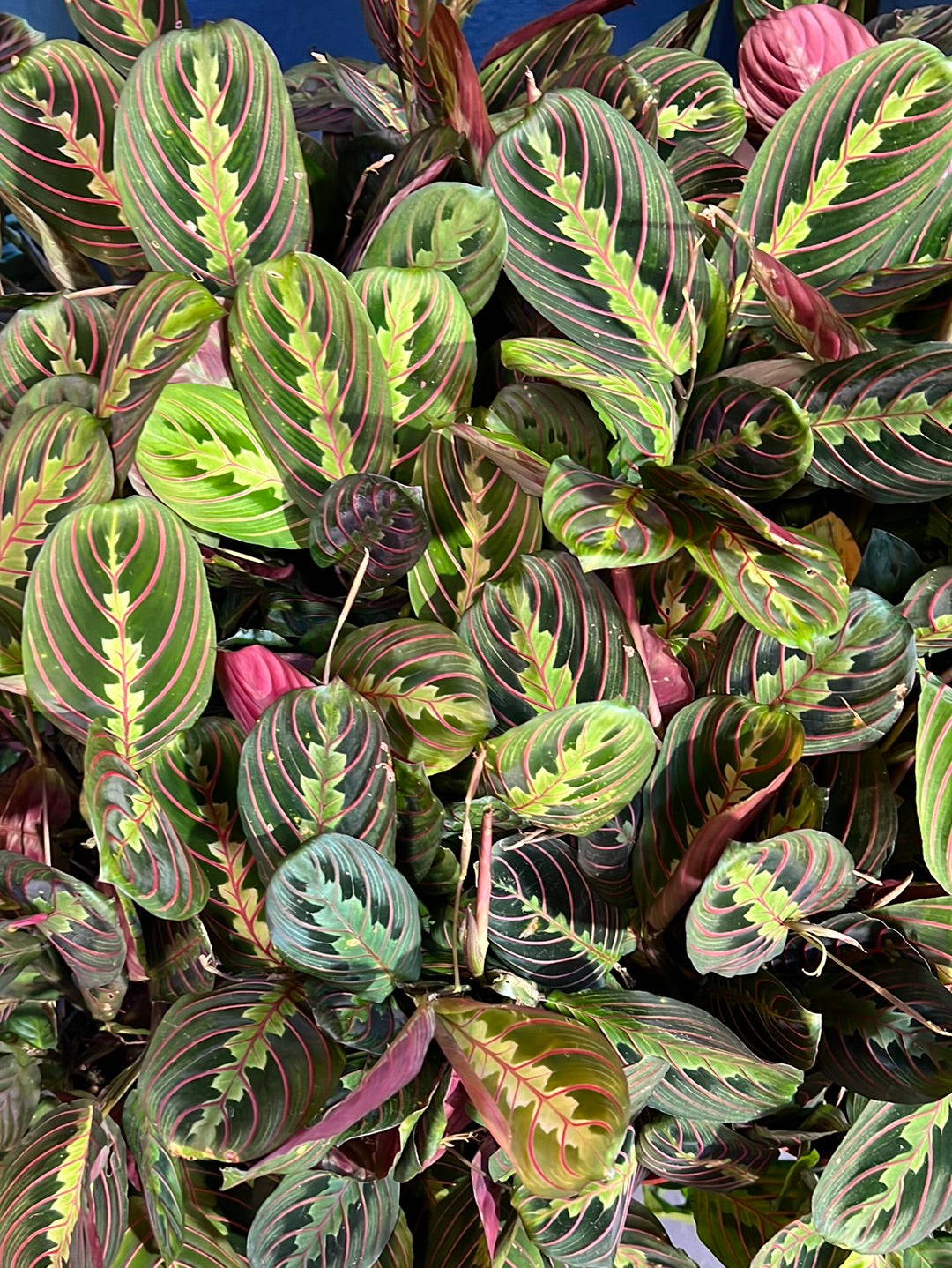 Maranta Red - Prayer Plant