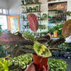 Maranta Red - Prayer Plant