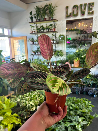 Maranta Red - Prayer Plant
