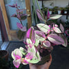 Tradescantia Nanuk