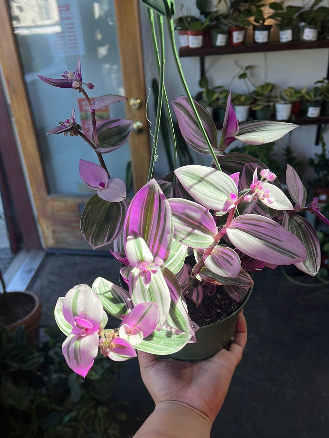 Tradescantia Nanuk
