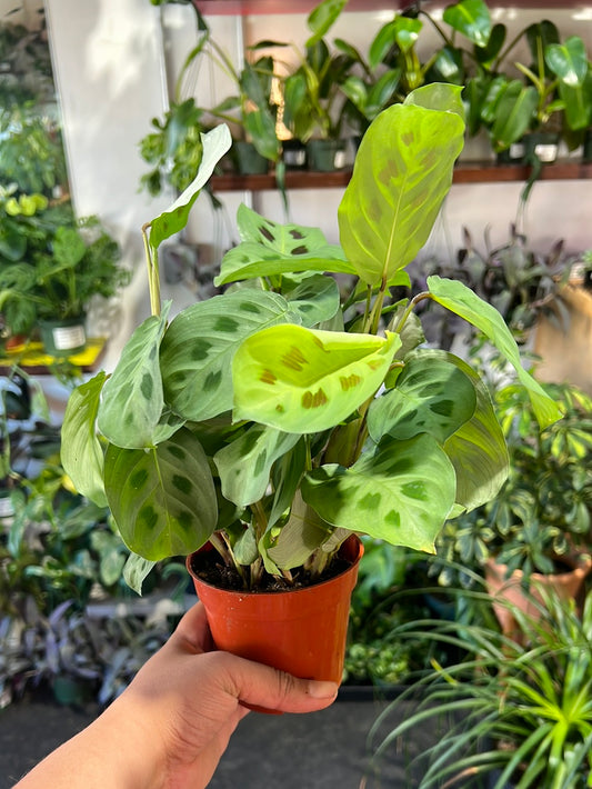 Maranta 'Green Frost'