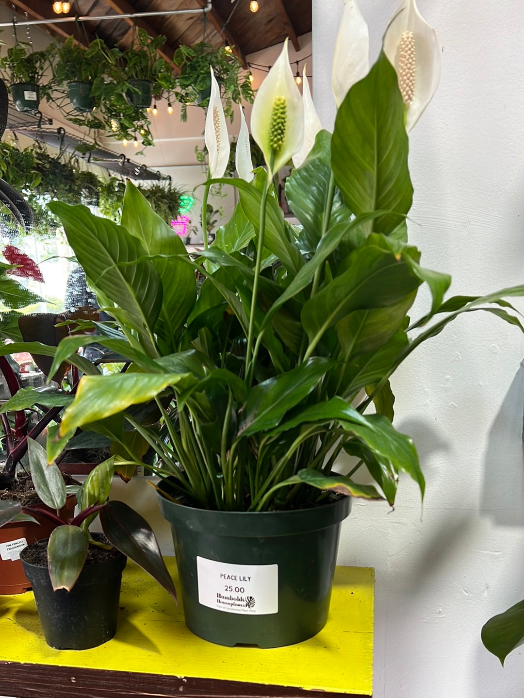 Spathiphyllum ‘Peace Lily'