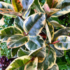 Ficus Elastica 'Tineke'