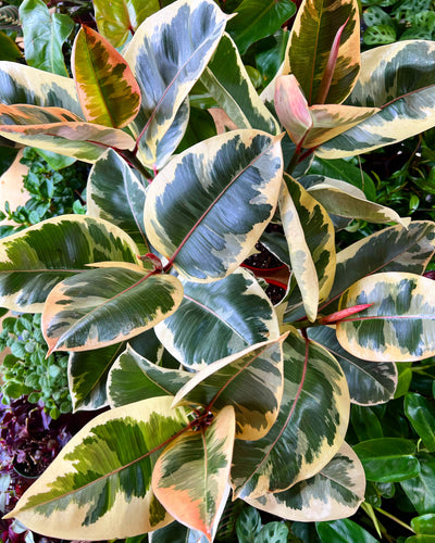 Ficus Elastica 'Tineke'