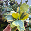 Hoya Kerrii Variegated ‘Sweetheart’