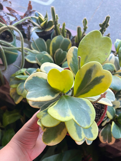 Hoya Kerrii Variegated ‘Sweetheart’