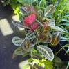 Maranta Red - Prayer Plant