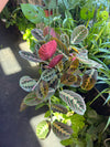 Maranta Red - Prayer Plant