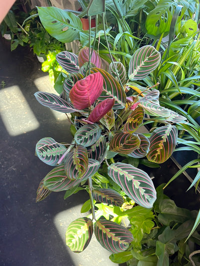Maranta Red - Prayer Plant
