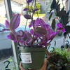 Tradescantia Nanuk