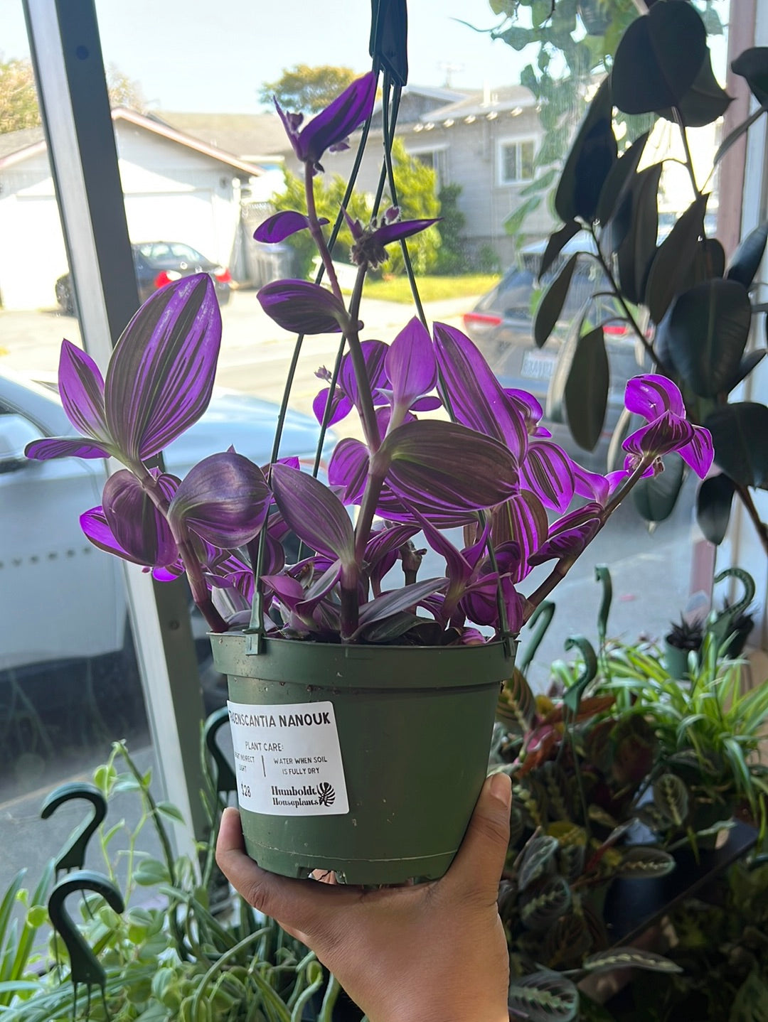 Tradescantia Nanuk