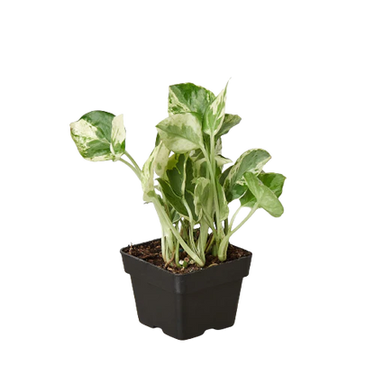 Pothos 'N' Joy