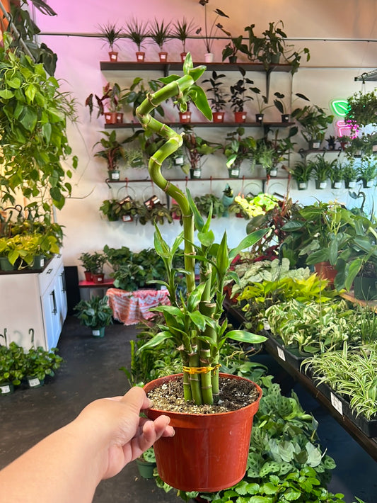 Dracaena 'Lucky Bamboo'