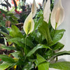 Spathiphyllum ‘Peace Lily'