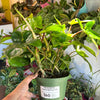 Philodendron 'Pedatum'