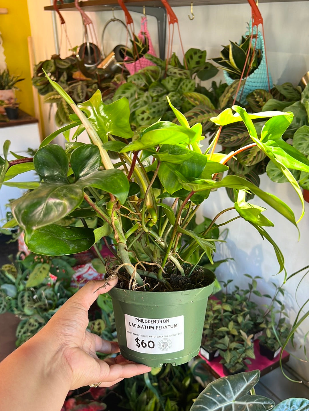 Philodendron 'Pedatum'